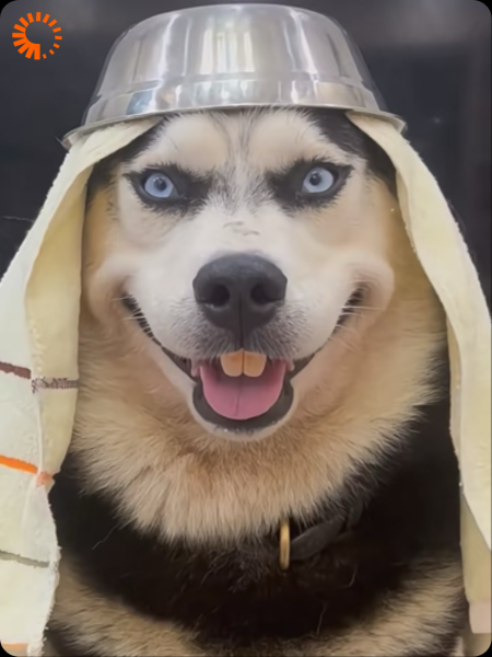 为救哈士奇狗命我勇闯黄泉