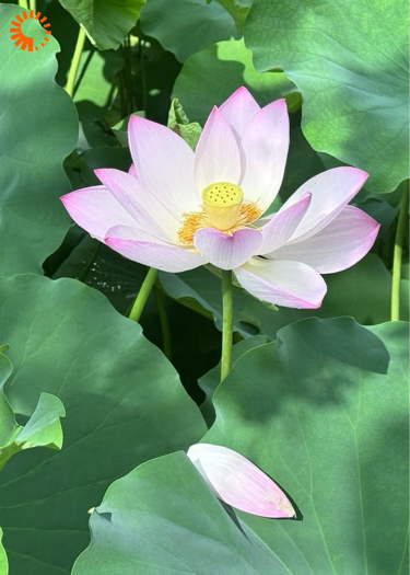 艺术瑰宝？不，你是我的瑰宝