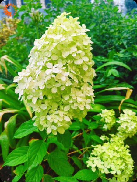 五灵根是废物？