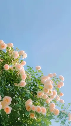 恨意蔓延爱意亏欠
